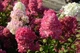 Гортензия метельчатая Ренсам/Самарская Лидия. (Hydrangea paniculata Rensam/Samarskya Lydia) С7,5 - изображение 3