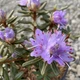 Рододендрон красноватый. (Rhododendron russatum) С5 - изображение 2