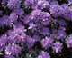 Рододендрон красноватый. (Rhododendron russatum) С5 - изображение 4