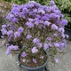 Рододендрон красноватый. (Rhododendron russatum) С5 - изображение 5