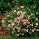 Перстач/Лапчатка чагарникова Лавлі Пінк. (Potentilla fruticosa Lovely Pink) Р9 - зображення 3