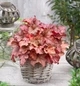 Гейхера Паприка. (Heuchera Paprika) С2 - зображення 1