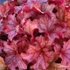 Гейхера Паприка. (Heuchera Paprika) С2 - зображення 2