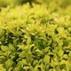 Барбарис тунберга Тіні Голд. (Berberis thunbergii Tiny Gold) С3 - зображення 3