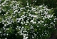 Спирея березолистная. (Spiraea betulifolia) С3 - изображение 2