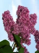 Бузок звичайний Вогні Донбасу. (Syringa vulgaris Ogni Donbassa) ШТАМБ - зображення 3