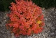 Спирея березолистная. (Spiraea betulifolia) С3 - изображение 3