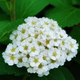 Спирея березолистная. (Spiraea betulifolia) С3 - изображение 4