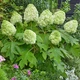 Гортензія дуболиста Тара. (Hydrangea quercifolia Tara) С3 - зображення 4