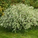 Дерен білий Елегантісіма. (Cornus alba Elegantissima) С3 - зображення 1