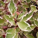 Дерен білий Елегантісіма. (Cornus alba Elegantissima) С3 - зображення 2
