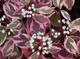 Дерен білий Елегантісіма. (Cornus alba Elegantissima) С3 - зображення 4