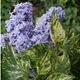 Бузок звичайний Аукубафолія. (Syringa vulgaris Aucubaefolia) С10, 4-річка - зображення 1