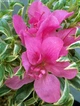 Азалія японська Сільвер Квін. (Azalea japonica Silver Queen) С5 - зображення 2