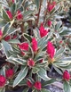 Азалія японська Сільвер Квін. (Azalea japonica Silver Queen) С5 - зображення 4