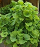 Гінкго Білоба Двохлопотне. (Ginkgo biloba) С3 - зображення 1