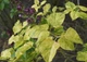 Бузок звичайний Аукубафолія. (Syringa vulgaris Aucubaefolia) С10, 4-річка - зображення 3