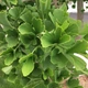Гінкго Білоба Двохлопотне. (Ginkgo biloba) С3 - зображення 2