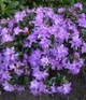Рододендрон гібридний Грін Гіфт. (Rhododendron hybrid Green Gift) С5 - зображення 1