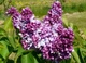 Сирень обыкновенная Президент Пуанкаре. (Syringa vulgaris President Poincare) - изображение 2