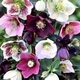 Морозник/Чемерник мікс. (Helleborus) мікс С2 - зображення 4