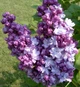 Бузок звичайний Тарас Бульба. (Syringa vulgaris Taras Bulba) ШТАМБ - зображення 1