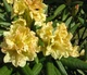 Рододендрон гібридний Професор Шольц. (Rhododendron hybrid Profesor Scholz) С7,5 - зображення 1