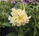 Рододендрон гібридний Професор Шольц. (Rhododendron hybrid Profesor Scholz) С7,5 - зображення 2