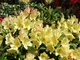 Рододендрон гібридний Професор Шольц. (Rhododendron hybrid Profesor Scholz) С7,5 - зображення 3