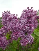 Бузок звичайний Джордж Беллер. (Syringa vulgaris Georges Bellair) - зображення 2