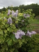Бузок звичайний Аукубафолія. (Syringa vulgaris Aucubaefolia) - зображення 3