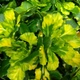 Ломикамінь варієгатний. (Saxifraga umbrosa variegata) Р9 - зображення 1