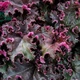 Гейхера Перпл Петикоатс. (Heuchera Purple Petticoats) - изображение 1