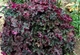 Гейхера Перпл Петикоатс. (Heuchera Purple Petticoats) - изображение 2