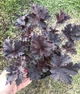 Гейхера Перпл Петикоатс. (Heuchera Purple Petticoats) - изображение 3