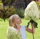 Гортензия метельчатая Геркулес.(Hydrangea paniculata Hercules) С2 - изображение 3
