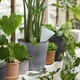 Зрошувач для горщиків IKEA SVÄMSKOG 805.708.74, 70 мл - зображення 2
