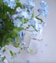 Elizabeth Arden White Tea Набір 100 Мл Парфумована вода 100 мл Крем Для Тела BC - зображення 6