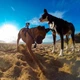 Кріплення на собаку для екшн-камери GoPro DJI Insta360 SJCAM EKEN та інших, тримач на ременях (10203) - зображення 4