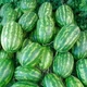 Арбуз Фарао F1 Syngenta/Нидерланды 10 шт (zip-paket) - изображение 2