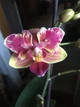 Орхидея (нецветущий подросток) TopDreams Phal 5061 NK261 Phal. Sogo Yellowtris метелик, квіти 5 см, 1.7 (мох) - изображение 7