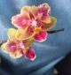 Орхидея (нецветущий подросток) TopDreams Phal 5061 NK261 Phal. Sogo Yellowtris метелик, квіти 5 см, 1.7 (мох) - изображение 8
