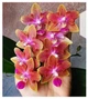 Орхідея (підліток зараз без квітів) TopDreams Phal 5085 Peace Love (Golden Sand) метелик 1.7 (мох) - изображение 4