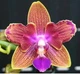 Орхідея (підліток зараз без квітів) TopDreams Phal 5085 Peace Love (Golden Sand) метелик 1.7 (мох) - изображение 5