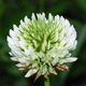 Насіння конюшини білої (Trifolium repens) 2500 насінин OGOROD - зображення 1