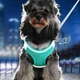 Шлея-жилет светоотражающая для кошек и собак Harness Vest S Blue Sky - изображение 3
