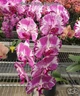 Орхідея (підліток зараз без квітів) TopDreams Phal 958 Da Shang Rosy Clouds (Ruey-Li Qween) квіти 10 см 1.7 (мох) - изображение 2