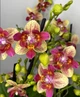 Орхидея (нецветущий подросток) TopDreams Phal 5303 Chi-Yueh Kaleidescope метелик квіти 8 см 1.7 (мох) - изображение 1