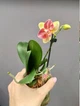Орхидея (нецветущий подросток) TopDreams Phal 5303 Chi-Yueh Kaleidescope метелик квіти 8 см 1.7 (мох) - изображение 2