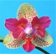 Орхидея (нецветущий подросток) TopDreams Phal 5303 Chi-Yueh Kaleidescope метелик квіти 8 см 1.7 (мох) - изображение 4